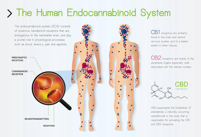 Sistem Endocannabinoid Fungsi dan Perannya dalam Tubuh
